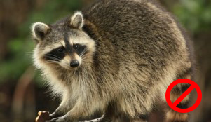 Best Repellent Recipes To Get Rid Of Raccoons - Step Into My Green 